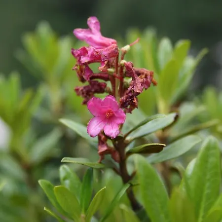 Hotel Neuwirt Finkenberg