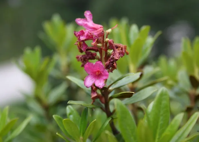 Hotell Neuwirt Finkenberg